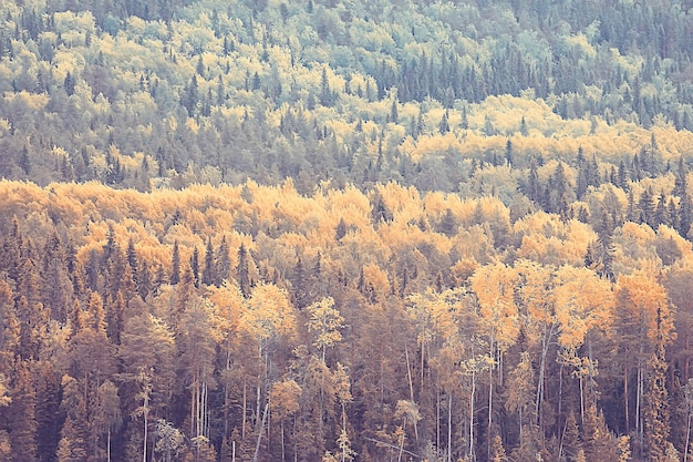 autumn forest north / landscape in the autumn forest, northern, nature view in the fall season