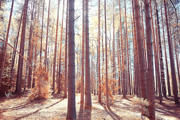 autumn forest north / landscape in the autumn forest, northern, nature view in the fall season