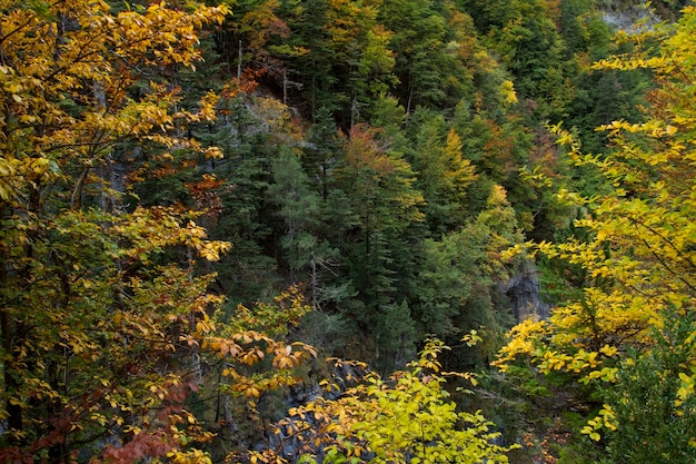 Autumn forest, Ordesa National Park, Pyrenees, Huesca, Aragon, Spain