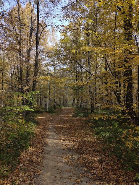 Autumn forest paths of Russia 3054