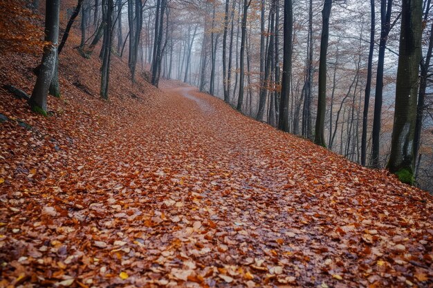 Autumn forest pathway covered with fallen leaves in a misty setting during the morning