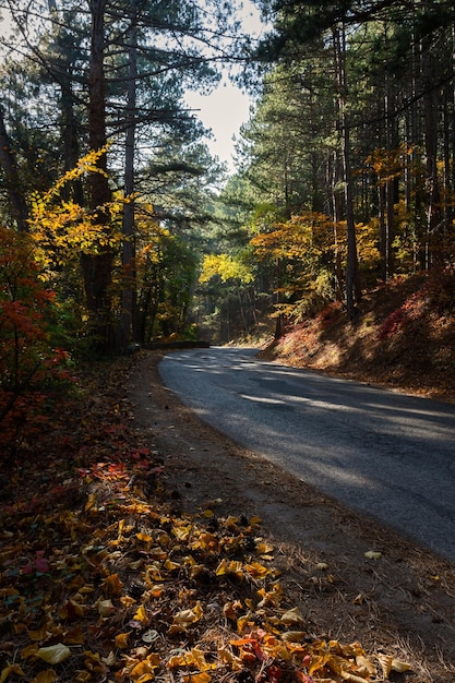 Autumn forest road. Colorful autumn landscape. Empty, without people. Asphalt in the forest