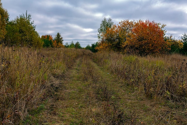 Autumn forest road goes into the blue sky..