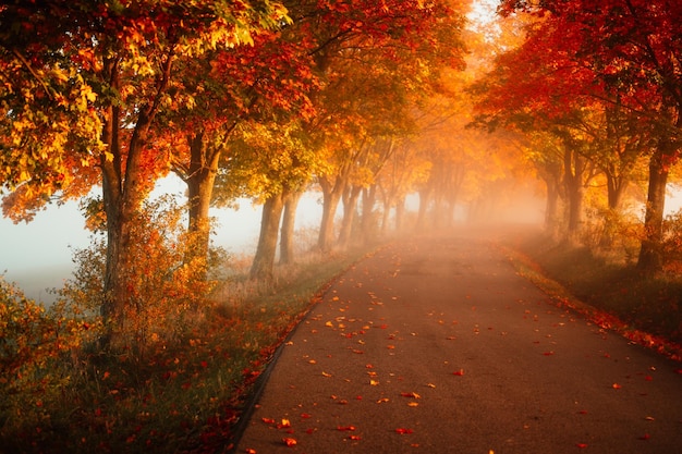 Autumn forest road leaves fall in ground landscape on autumnal background Colorful foliage in the park Falling leaves Autumn trees in the fog