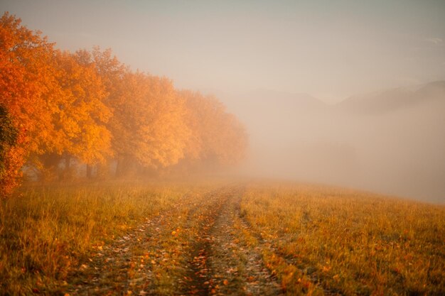 Autumn forest road leaves fall in ground landscape on autumnal background Colorful foliage in the park Falling leaves Autumn trees in the fog