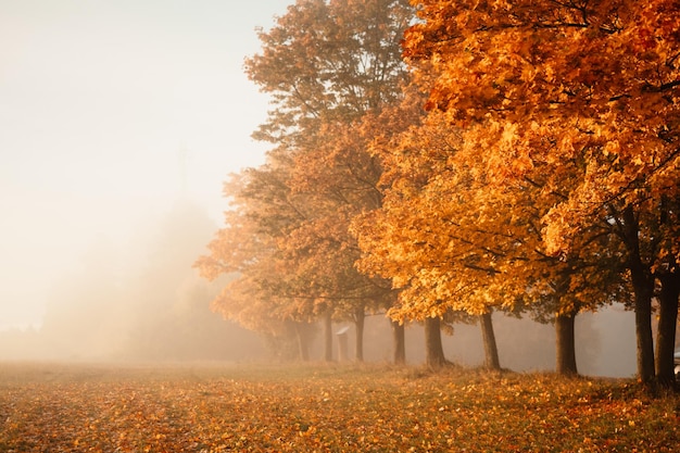 Autumn forest road leaves fall in ground landscape on autumnal background Colorful foliage in the park Falling leaves Autumn trees in the fog