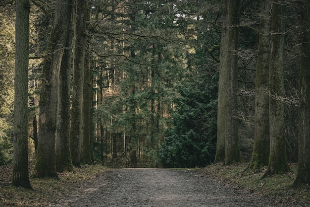 Autumn forest scenery with a footpath leading into the scene