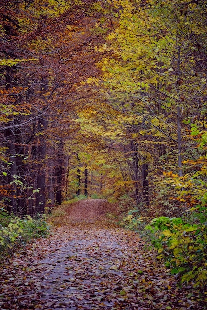 Autumn forest scenery with road of fall leaves warm light illumining the gold foliage Footpath in scene autumn forest nature Germany