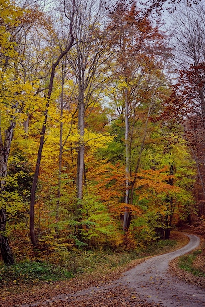 Autumn forest scenery with road of fall leaves warm light illumining the gold foliage