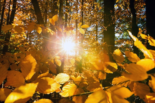 Autumn forest on sunny day