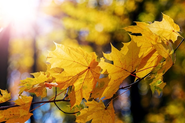 Autumn forest in sunny weather Maple branch with yellow leaves in the autumn forest