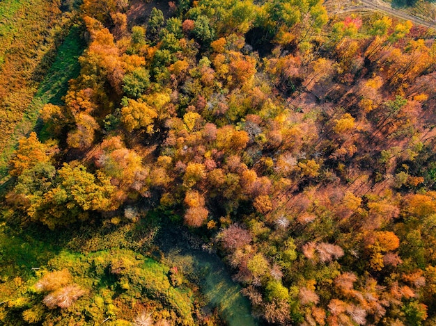 Autumn forest at sunrise Aerial Drone photo