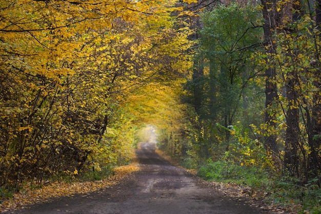 Autumn forest at sunset Fall scenic road Sunlight through the trees Early autumn