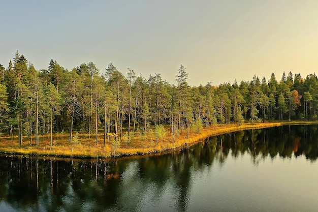 autumn forest taiga view from drone, yellow trees landscape nature fall