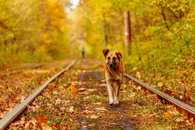 Autumn forest through which an old tram rides Ukraine and red dog