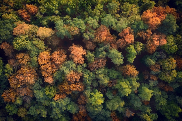 Autumn forest top view