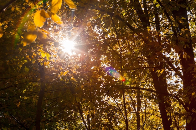 Autumn forest trees. nature green wood sunlight backgrounds