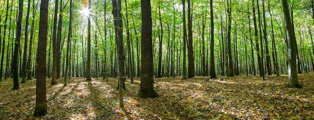 Autumn forest trees. nature green wood sunlight backgrounds.