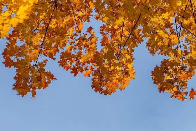 Autumn forest trees. nature yellow leaf sunlight backgrounds