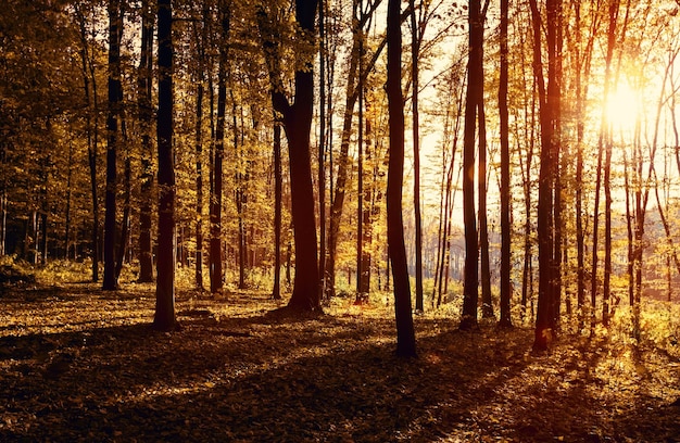 Autumn forest trees