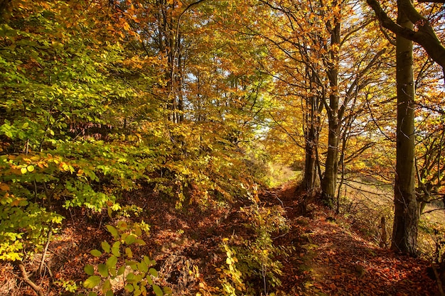 Autumn Forest. Vivid october day in colorful forest.