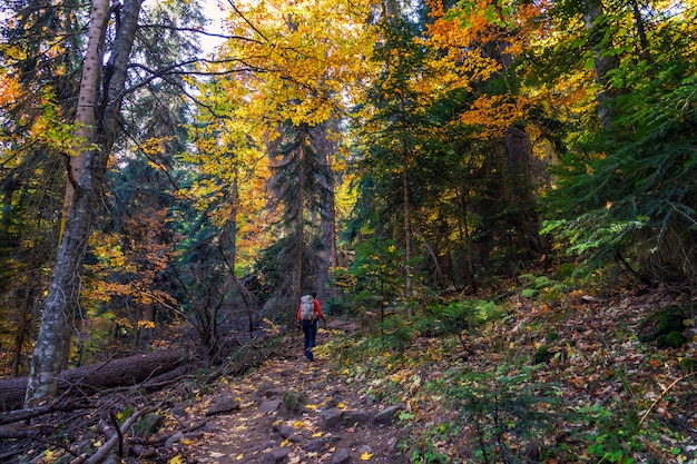 Autumn forest with bright colors