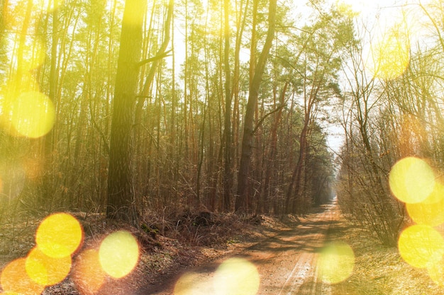 Autumn forest with path Autumn dawn scenery with colorful trees Forest road on magical autumn morning