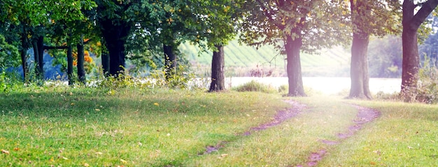 Autumn forest with a road on a meadow by the river on a sunny day