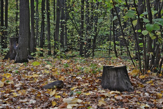 Photo an autumn forest with a tree stump and a log in the middle of it