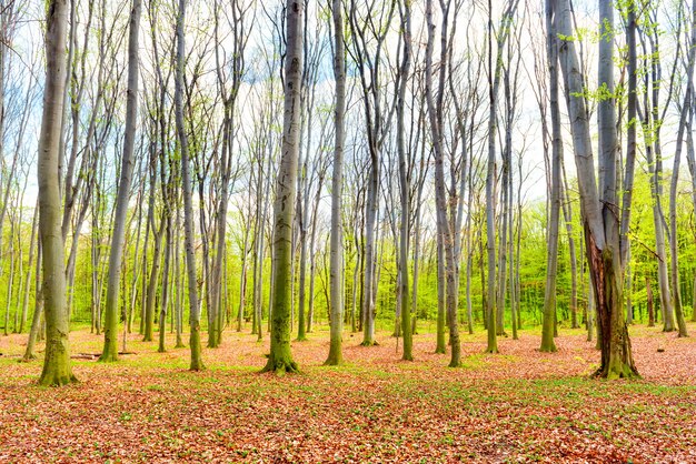 Autumn forest with yellow fallen leaves and green trees