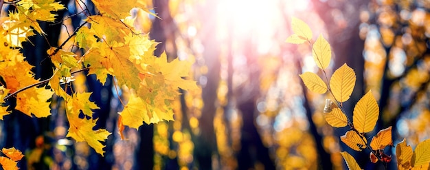 Autumn forest with yellow leaves on trees in sunny weather Maple leaves on a tree in the forest in autumn