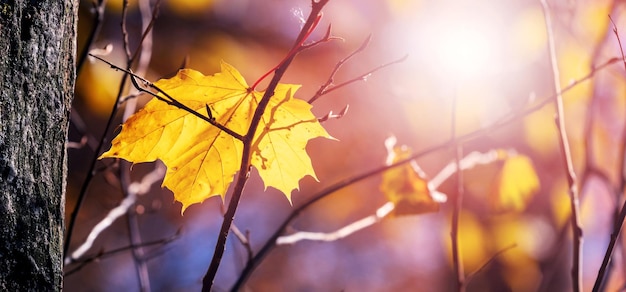 Autumn forest with a yellow maple leaf on a tree in sunny weather