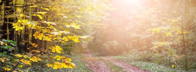 Autumn forest with yellow maple leaves in the foreground and a dirt road in sunny weather