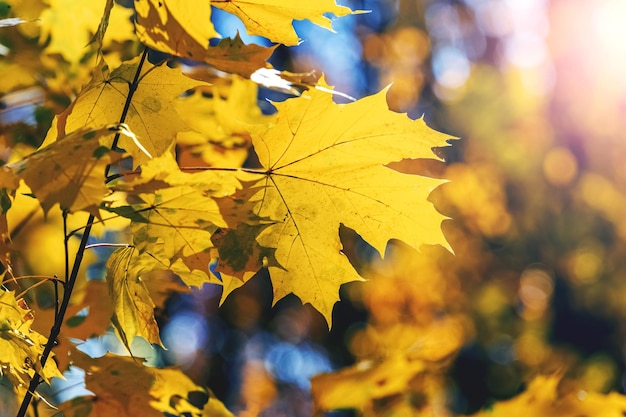 Autumn forest with yellow maple leaves on a tree in sunny weather