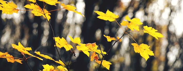 Autumn forest with yellow maple leaves on a young tree on a background of dark trees