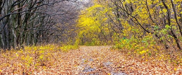 Autumn forest with yellow trees and road covered with fallen leaves panorama