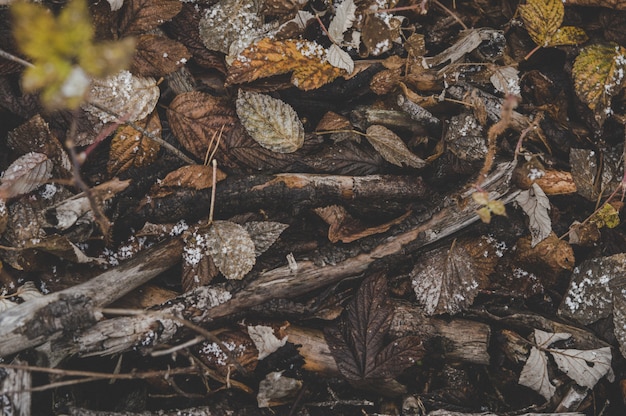 Autumn In The Forest