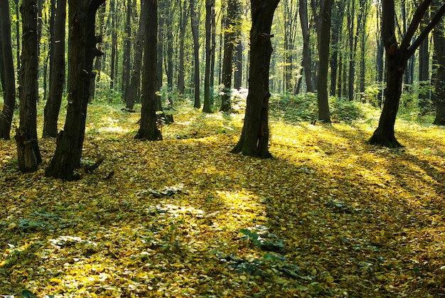 Autumn forest