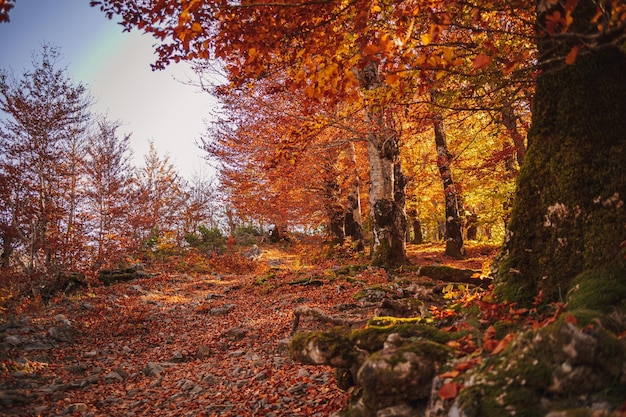 Autumn forrest hiking trail with warm sunlight