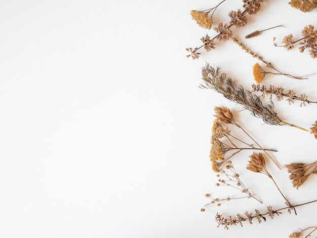 Autumn frame of dried different plants and flowers on white background. Top view. Flat lay. copy space