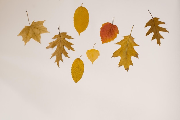 Autumn frame of dry yellow tree leaves on a white background. Flat lay. Copy space.