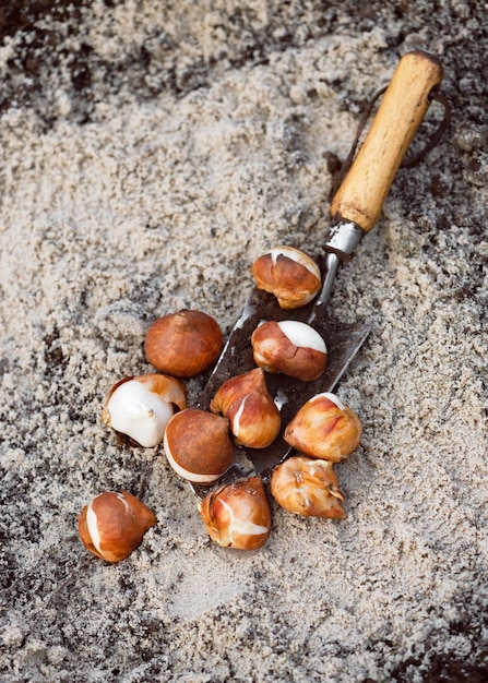 Autumn garden works, shovel and spring flowers tulip bulbs ready for planting in a soil with sand