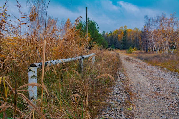 Autumn gloomy day photo of a forest road with yellowing grass and trees