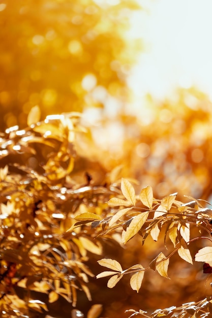 Autumn golden of botanical background