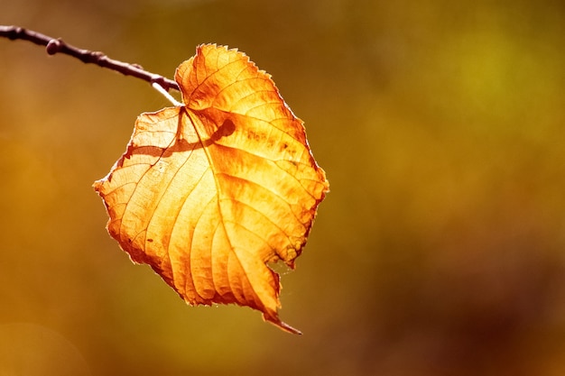 Autumn golden leaf illuminated by sunlight on a warm brown background