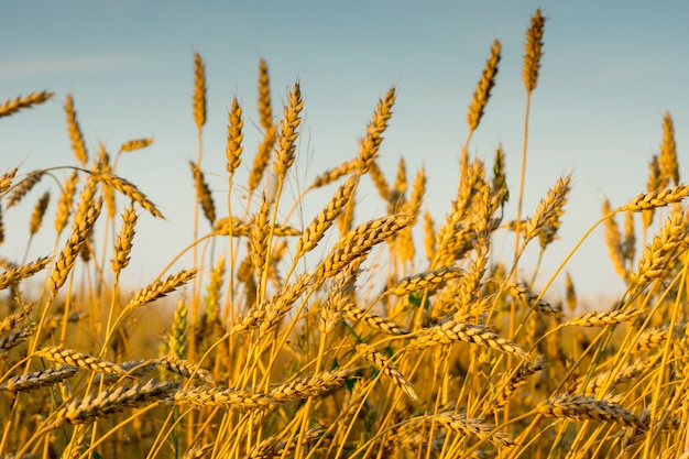 Autumn golden wheat field with blue sky