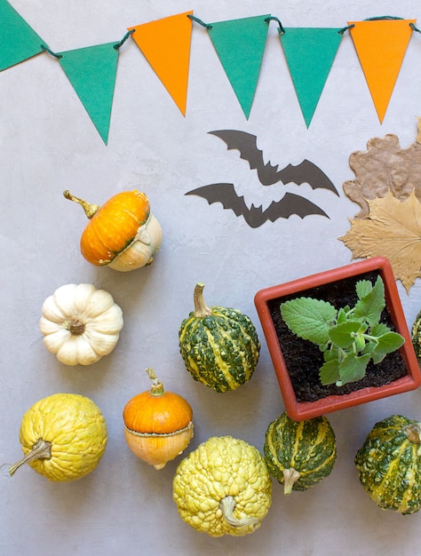 Autumn halloween pumpkins, gray background