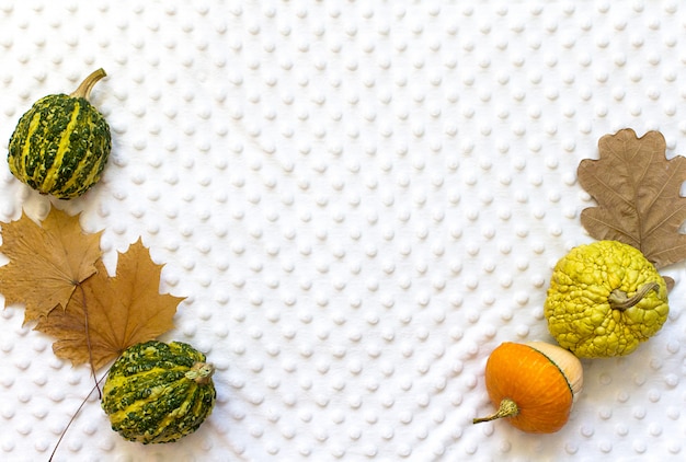 Autumn halloween pumpkins, white background