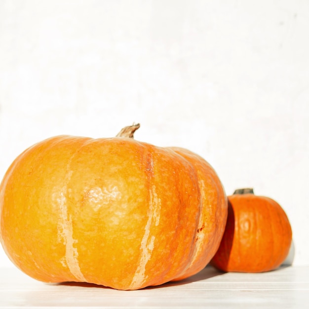 Autumn Harvest Delicious fresh two orange pumpkins on a white wooden background in the garden