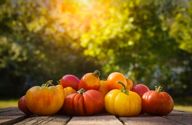 Autumn harvest food background Organic farm vegetables on wooden backdrop Fresh ripe yellow tomatoes